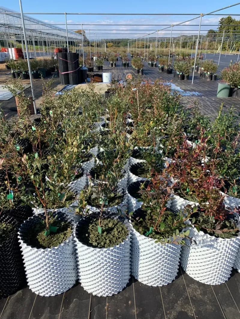 ブルーベリー(日本)