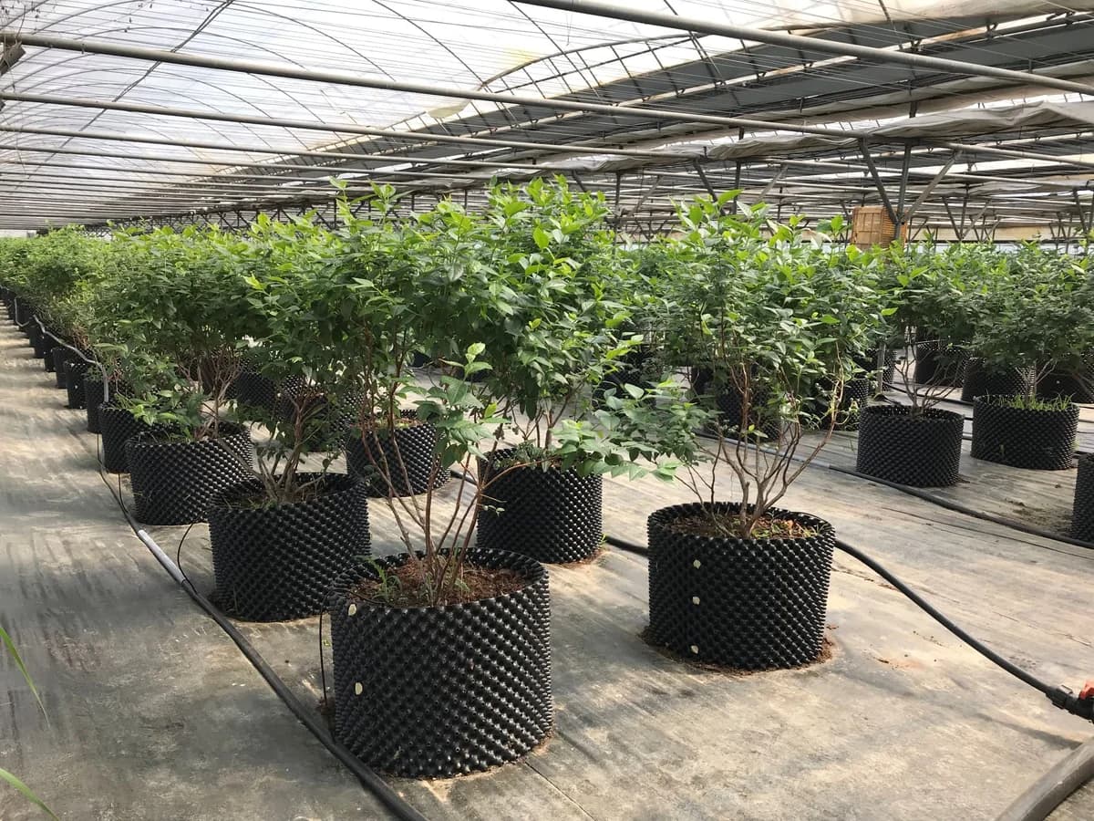 ブルーベリー(韓国)